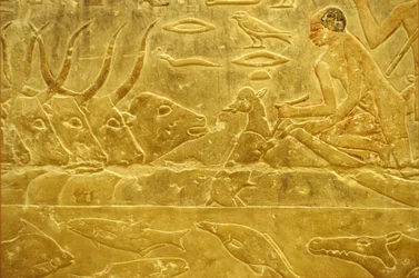 Antiguo Egipto, Grabado mural/pintura, Mastaba/Tumba de Idout, Saqqara, Dinastía VI, Ganado vadeando un río, Hombre ayudando a un ternero a cruzar un río, Madre mirando (foto)
