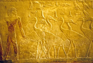 Antiguo Egipto, Grabado mural/pintura, Mastaba/Tumba de Ti, Saqqara, V Dinastía, Un campesino guiando grullas domesticadas (foto)