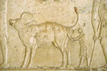 Antiguo Egipto, Pintura mural, Tumba de Petosiris, Tuna Gabel, Tuna el Gebel, 300 a.C., Ayudar a parir a una vaca (foto)