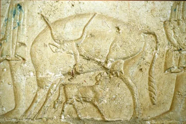 Antiguo Egipto, Pintura mural, Tumba de Petosiris, Tuna Gabel, Tuna el Gebel, 300 a.C., Un ternero intentando mamar (foto)