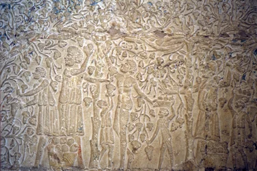 Antiguo Egipto, Pintura mural, , Tumba de Petosiris, Tuna el Gebel, 300 a.C., Recogida de uvas para la elaboración de vino (foto)