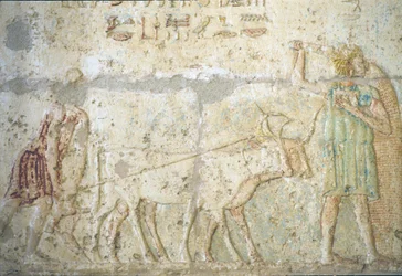 Antiguo Egipto, Pintura mural, Tumba de Petosiris, Tuna el Gebel, 300 a.C., Arado y siembra (foto)