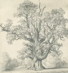 Needwood - Roble Swilcar