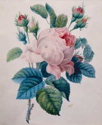 Una rosa (lápiz y acuarela)
