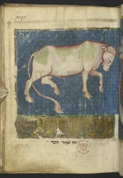 Añadir MS 11639 f.519t Un toro, de una Miscelánea de textos bíblicos y otros (