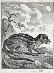 Gato salvaje indio de rayas negras