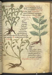 Harley 4986 f.23 Nymphia; Isatis; Crision, de 