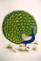 Pintura en miniatura sobre seda Pavo real