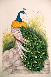 Pintura en miniatura sobre seda: pavo real