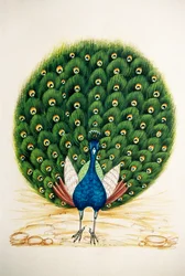 Pintura en miniatura sobre seda Pavo real