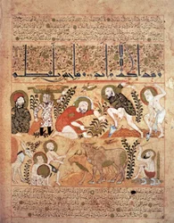Ilustración del "Kitab al-Diryaq" Libro de los antídotos, de Pseudo-Gallen (vitela)