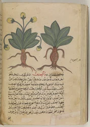Or 3366 f.144v Las mandrágoras macho y hembra, del «Kitab Disquridis» de Pedanius Dioscorides, en 735