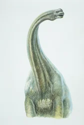 Brontosaurio, período Jurásico