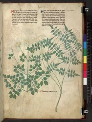 Egerton 747 Spargula and Self, Tractatus de herbis (Herbal) c.1280-1310 (tinta y color sobre vitela)