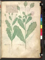 Egerton 747 Tractatus de herbis (Herbal) c.1280-1310 (tinta y color sobre vitela)