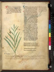 Egerton 747 Tractatus de herbis (Herbal) c.1280-1310 (tinta y color sobre vitela)