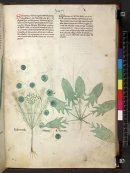 Egerton 747 Tractatus de herbis (Herbal) c.1280-1310 (tinta y color sobre vitela)