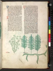 Egerton 747 Tractatus de herbis (Herbal) c.1280-1310 (tinta y color sobre vitela)