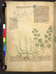 Egerton 747 Tractatus de herbis (Herbal) c.1280-1310 (tinta y color sobre vitela)