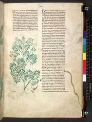 Egerton 747 Tractatus de herbis (Herbal) c.1280-1310 (tinta y color sobre vitela)