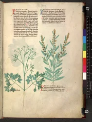 Egerton 747 Tractatus de herbis (Herbal) c.1280-1310 (tinta y color sobre vitela)
