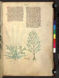 Egerton 747 Tractatus de herbis (Herbal) c.1280-1310 (tinta y color sobre vitela)
