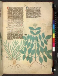 Egerton 747 Tractatus de herbis (Herbal) c.1280-1310 (tinta y color sobre vitela)