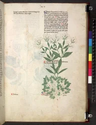Egerton 747 Tractatus de herbis (Herbal) c.1280-1310 (tinta y color sobre vitela)