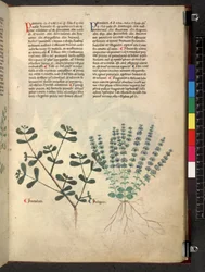 Egerton 747 Tractatus de herbis (Herbal) c.1280-1310 (tinta y color sobre vitela)