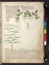 Egerton 747 Tractatus de herbis (Herbal) c.1280-1310 (tinta y color sobre vitela)
