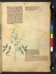 Egerton 747 Tractatus de herbis (Herbal) c.1280-1310 (tinta y color sobre vitela)