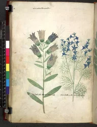 Egerton 747 Tractatus de herbis (Herbal) c.1280-1310 (tinta y color sobre vitela)