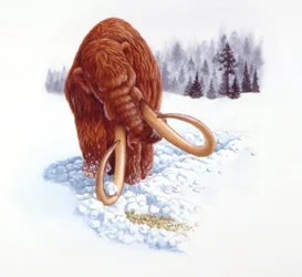 Mamut buscando comida en la nieve, período Plioceno/Pleistoceno