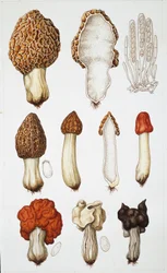 Hongos