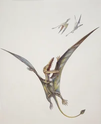 Rhamphorhynchoid, período Jurásico