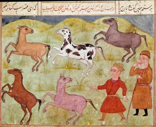 Arte islámico: un señor y su joven campesino capturan caballos salvajes con un lazo. Miniatura persa de un manuscrito del poema épico «Shahnameh» (Shah Nama, Shahnama) (Libro de los Reyes) de Ferdousí (Firdawsi, o Ferdawsi, o Firdousi, ca. 940 hasta