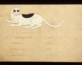 Hoja de un manuscrito sobre gatos siameses, principios del siglo XX (acuarela sobre papel)