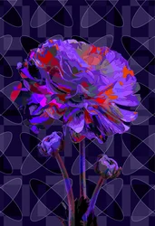 Clavel2, 2019