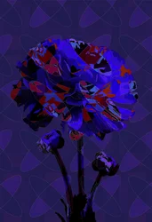 Clavel,3 2019