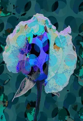 Rosa de té 5B