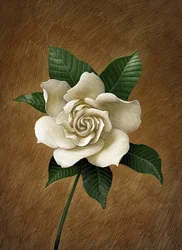 Gardenia, 2015 (scratchboard, coloreado digitalmente)