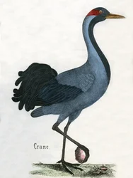 Estampa antigua de una grulla