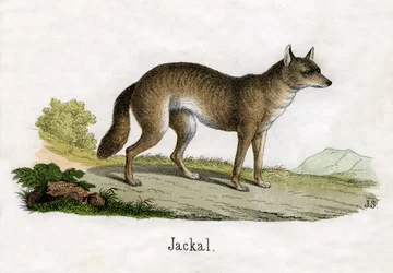 Grabado antiguo de un chacal