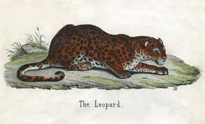Impresión antigua de un leopardo africano