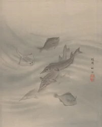 Peces