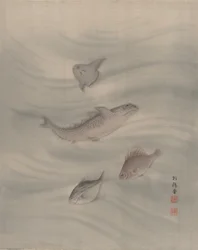 Peces