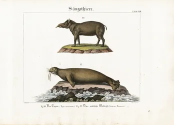 Tapir y morsa ártica
