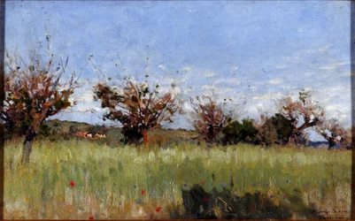 Campo de trigo con morera