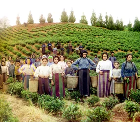 Un grupo de jóvenes mujeres y niños griegos cosechando té, Chakva, Imperio Ruso, entre 1905 y 1915