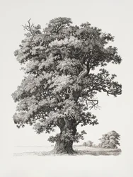 Estudios de árboles: «After Nature» en relación con el dibujo paisajístico